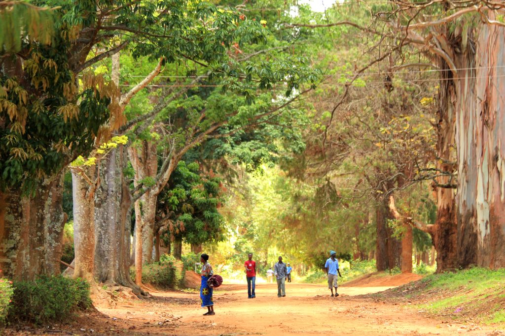 World Connect Malawi support Mtende with Grant amount to $7482 project entitled ‘Strengthening community resilience against climate change economic shocks’