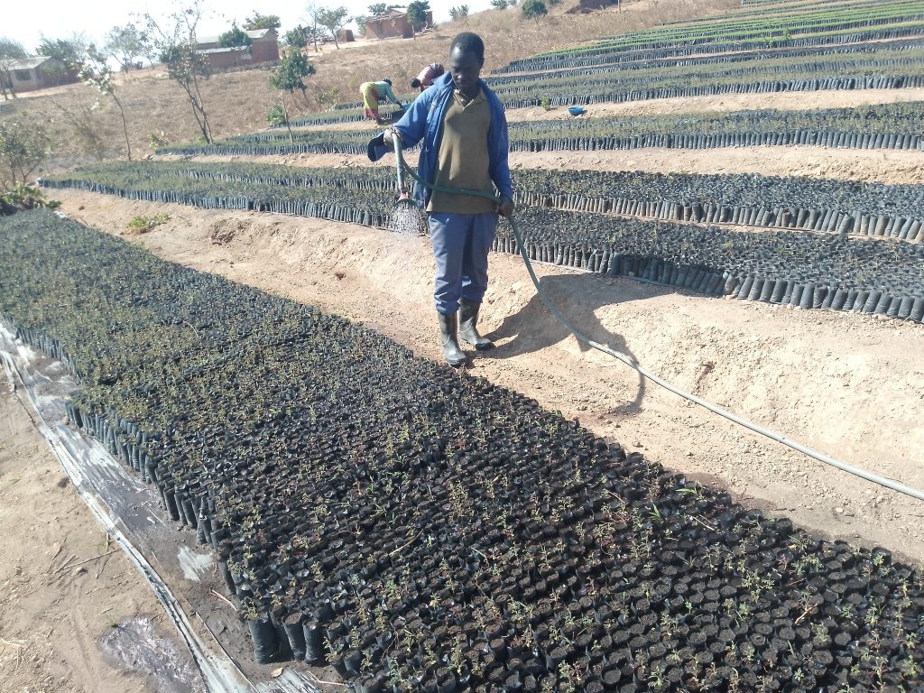 Mtende Foundation-Malawi organizing tree nurseries ready planting by December 2024 – April 2025 planting season